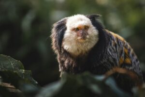 marmoset