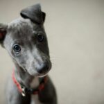 confused dog