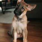 dog cute