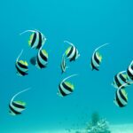 angel fish