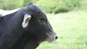 oxen