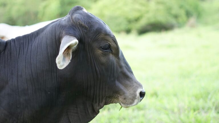 oxen