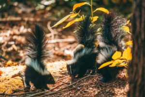 baby skunks