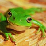 frog