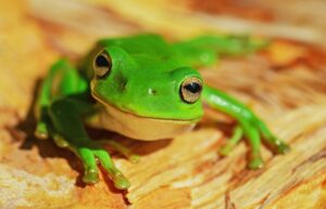 frog