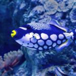 trigger fish