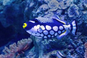 trigger fish