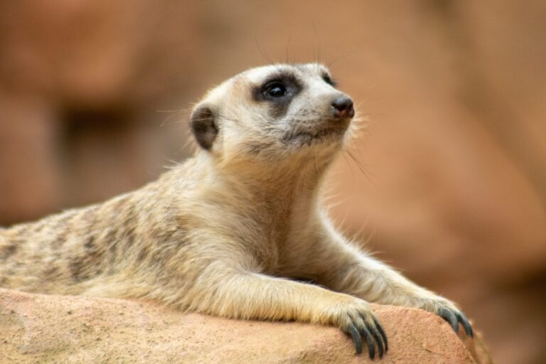meerkat