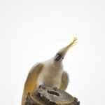 Online Gestor Platforms cockatoo