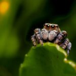 spider