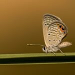 moth