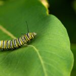 caterpillar