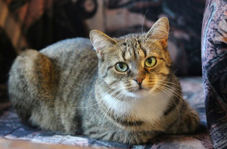 cat