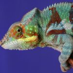 chameleon