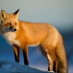 fox