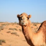 camel