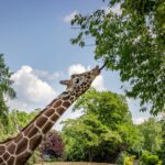 giraffe