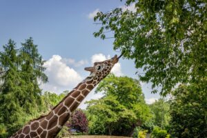giraffe