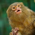 autonomo articles marmoset surprised face