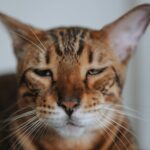 cat sleepy face