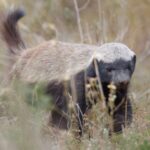 honey badger