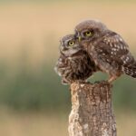 owls