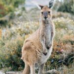 kangaroo