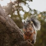 squirrel