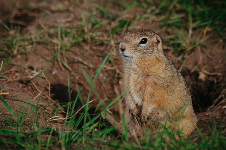 gopher