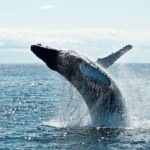 IVA Reporting whale
