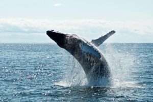 IVA Reporting whale