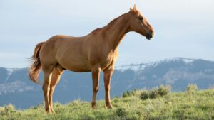 Prodigi reality horse