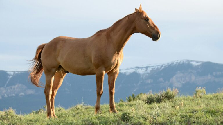 Prodigi reality horse
