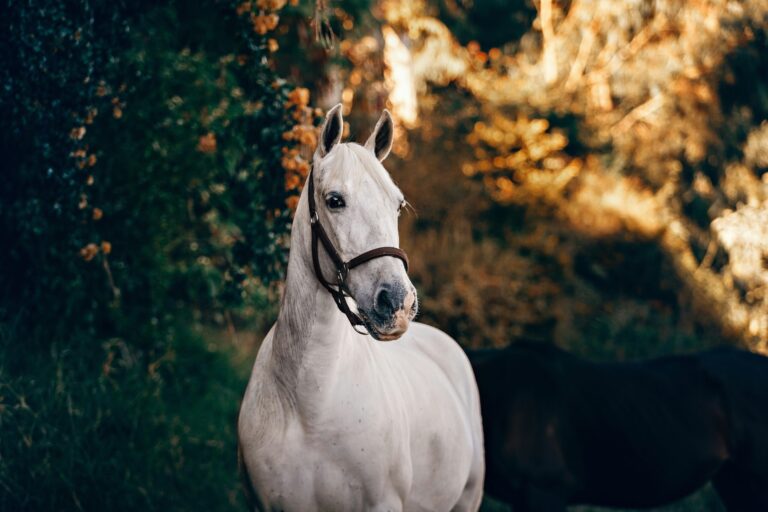 Prodigi Hopes Horse
