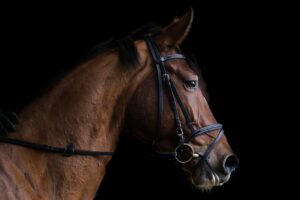 Customs, Taxes, and Fees on Non-EU Packages Delivered to the EU horse