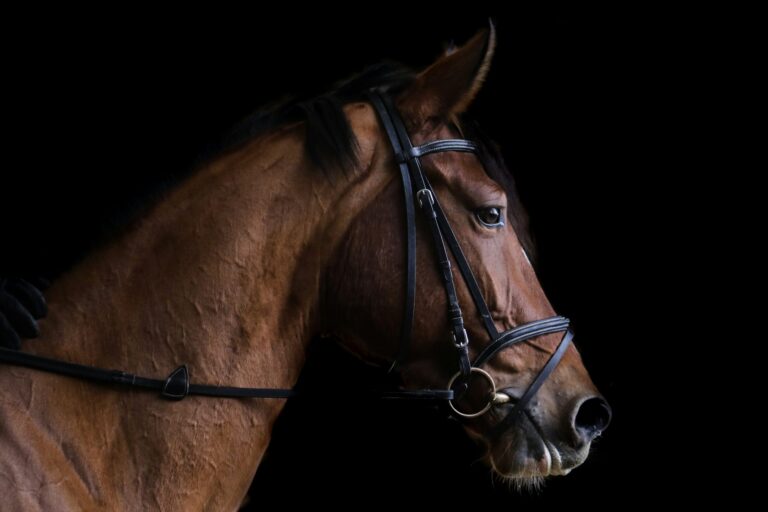 Customs, Taxes, and Fees on Non-EU Packages Delivered to the EU horse