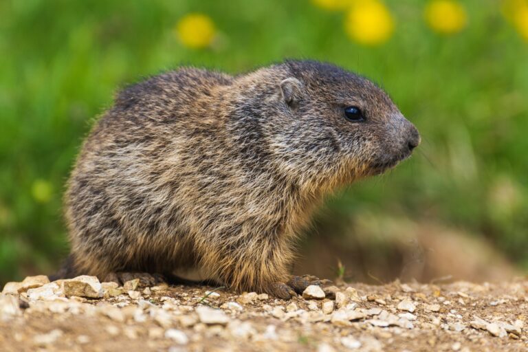 Autonomo guide in English groundhog