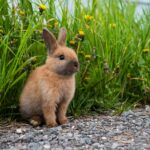 MITES bunny
