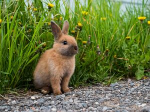 MITES bunny
