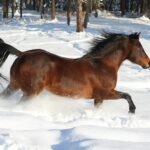 print on demand europe horse in snow