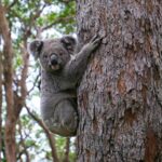 koala for banks article