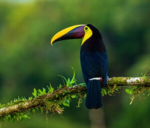 unsplash toucan